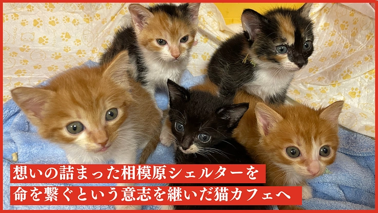 撤退の危機を超えて | 命を救う保護猫カフェプロジェクト始動