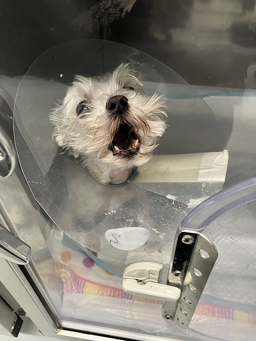 術後の経過報告2024/3/25