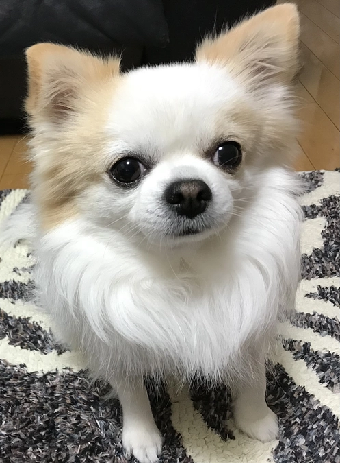 クラファン終了まであと1週間‼️