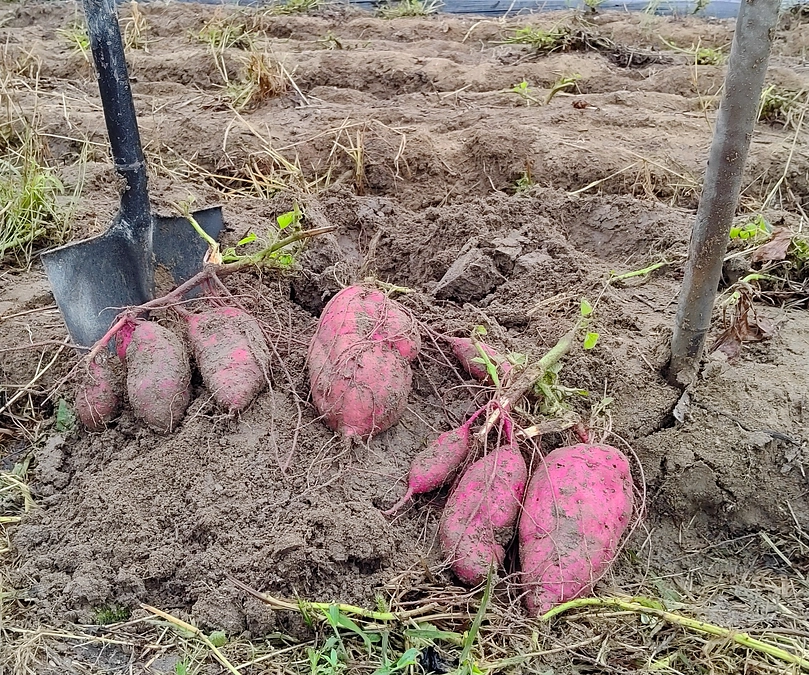 さつま芋の収穫準備