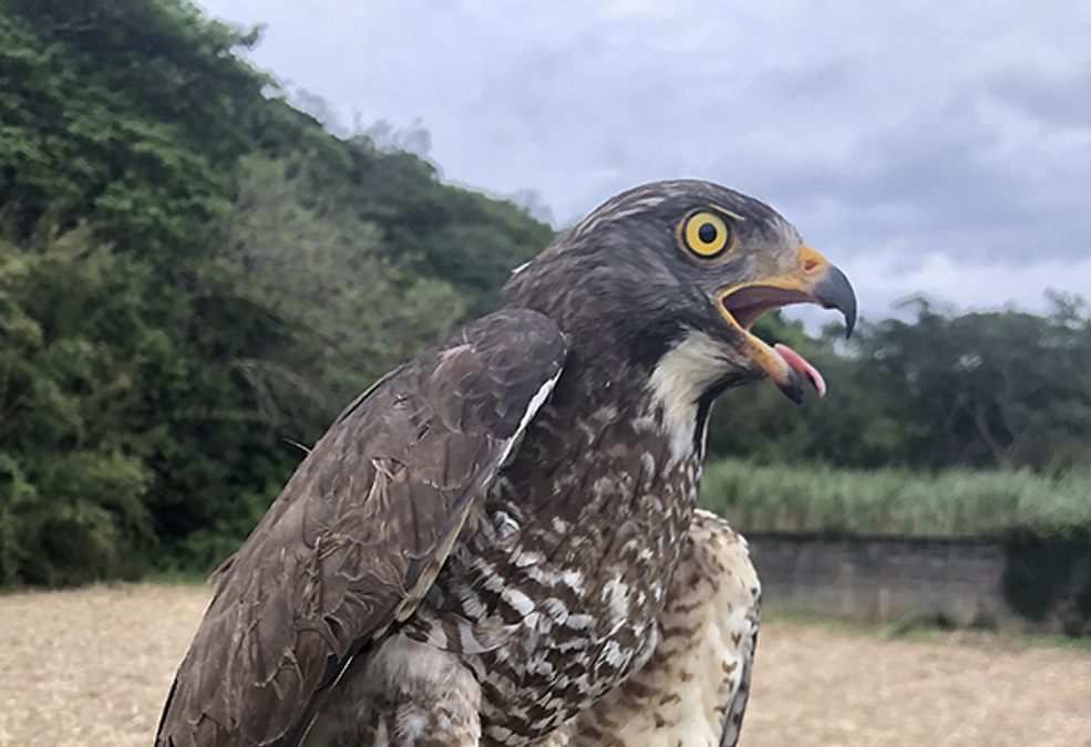 【第一弾のサシバたち】川上④