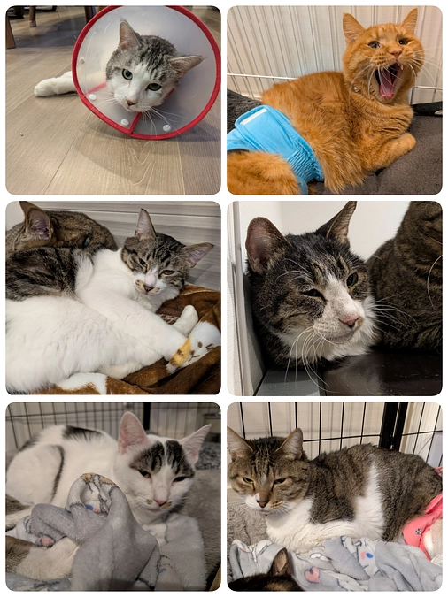 たくさんの医療のご報告