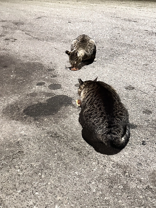 母ちゃんとトラ
