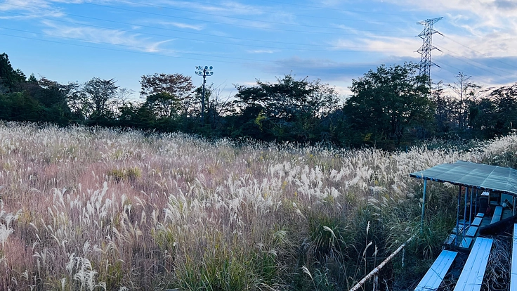 コロナ禍で使用されなくなってススキだらけの野球場の復活プロジェクト