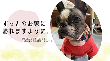 ボストンテリアのももちゃん短頭種気道症候群の治療をご支援下さい。 のトップ画像