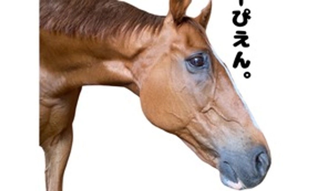 ◆感謝の手紙　◆ポストカード(1枚)　◆寄付金領収書　◆馬術部HPに寄付者のお名前を記載