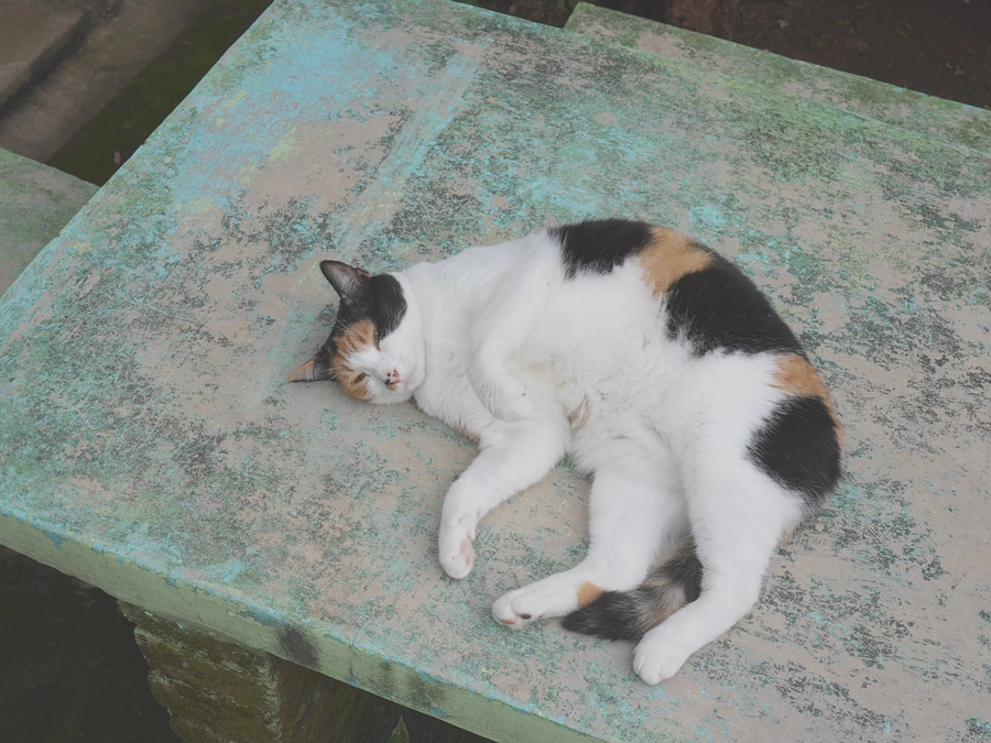 帰国しました。