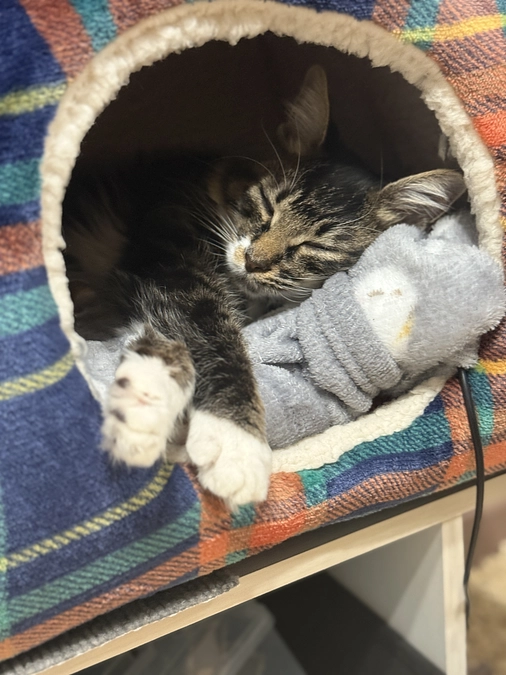 11月16日、服薬54日目💊クラウドファンディング残り8日🚨🚨🚨