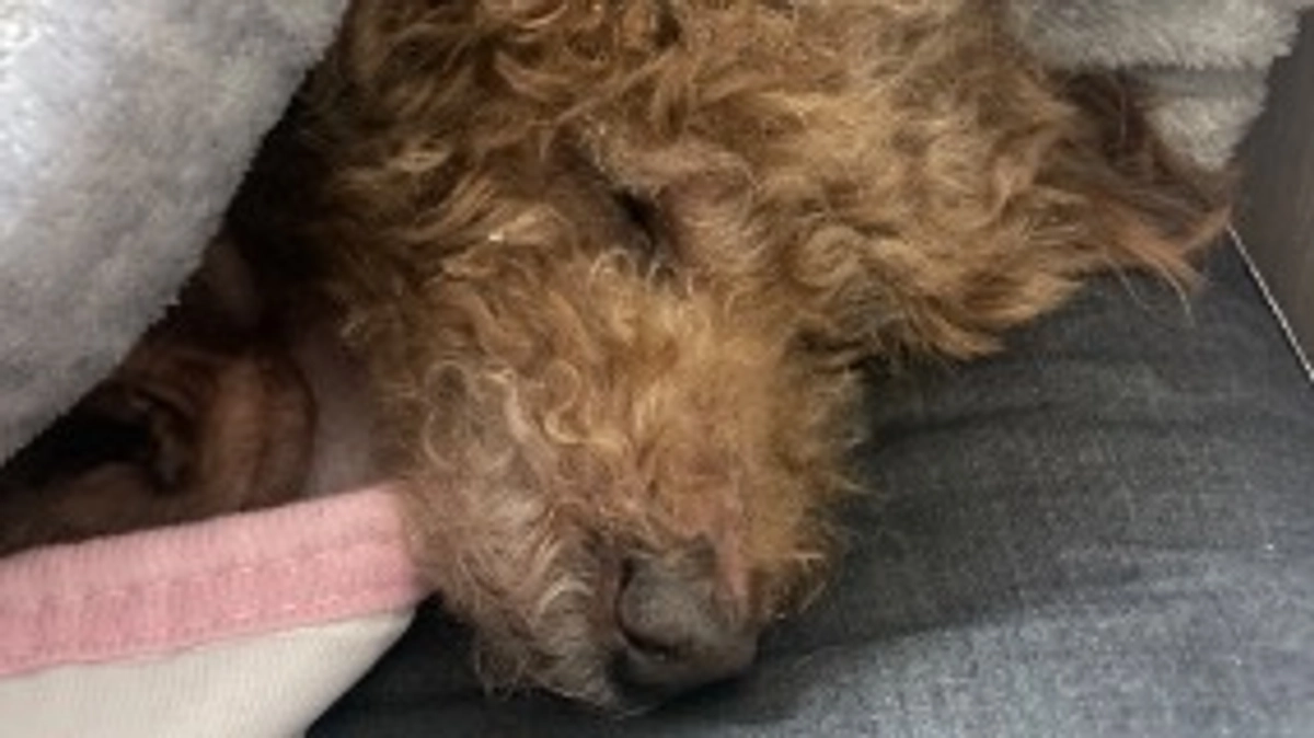 現在のアッシュについて