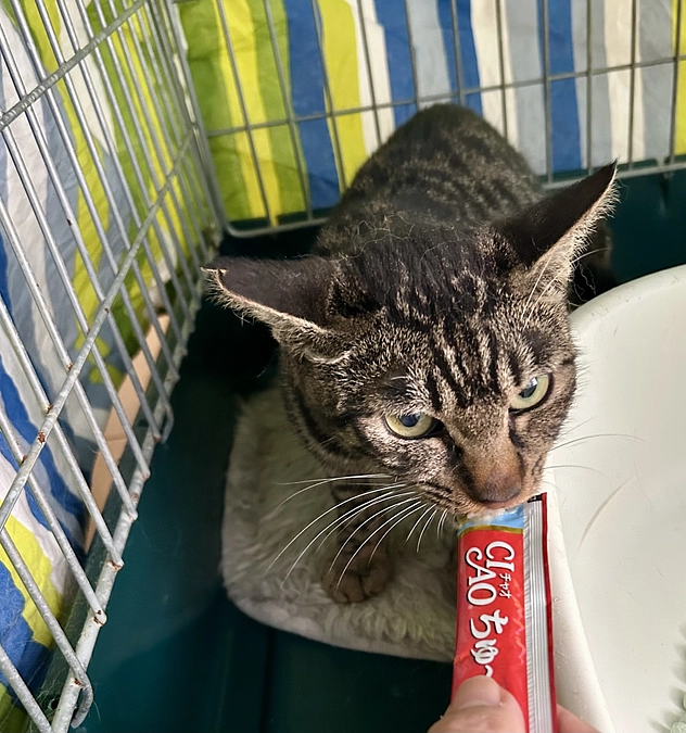 【ボクも元気になってねこまち長屋へ行くんだよ】こえして苦労した子達こそ健康的に過ごせる場所が必要なん