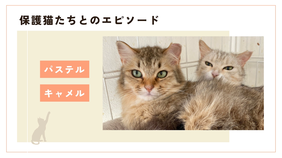 沖縄の猫のエピソード①かすみ(パステル)ちゃんとくるみ(キャメル)ちゃん
