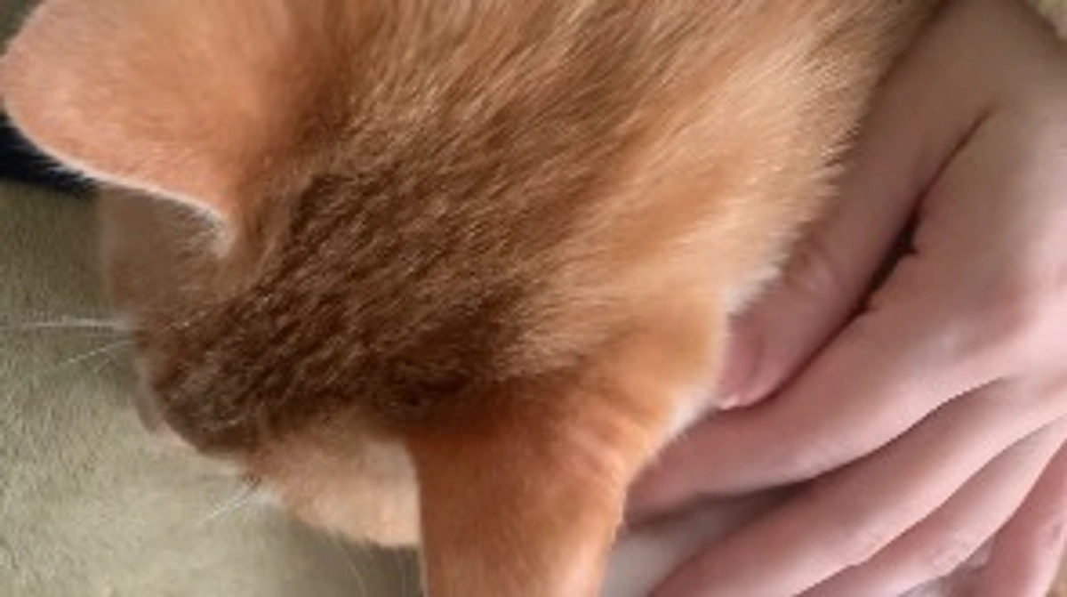 投薬74日目（プロジェクト開始34日目）