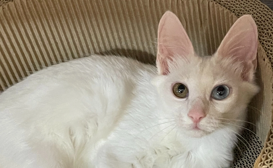 みんびーの支援1000円