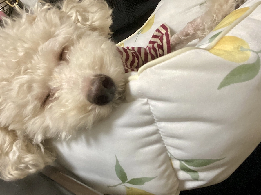 通院OK＆抜糸してきました