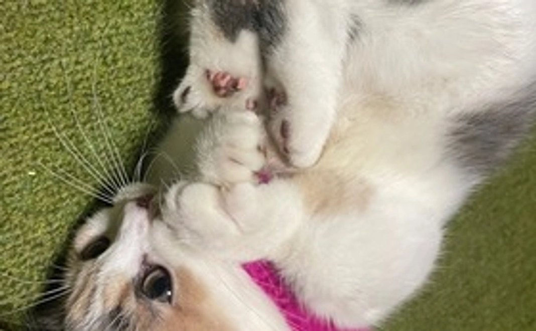 頑張れもなか 1000