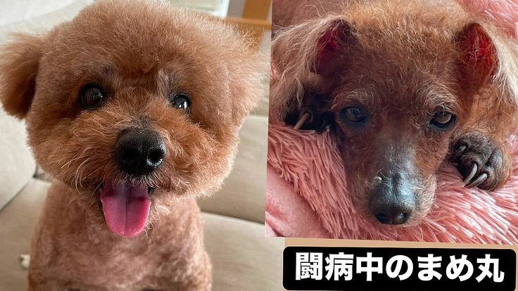 リンパ腫治療中！トイプードルまめ丸10歳、治療費支援のお願い。