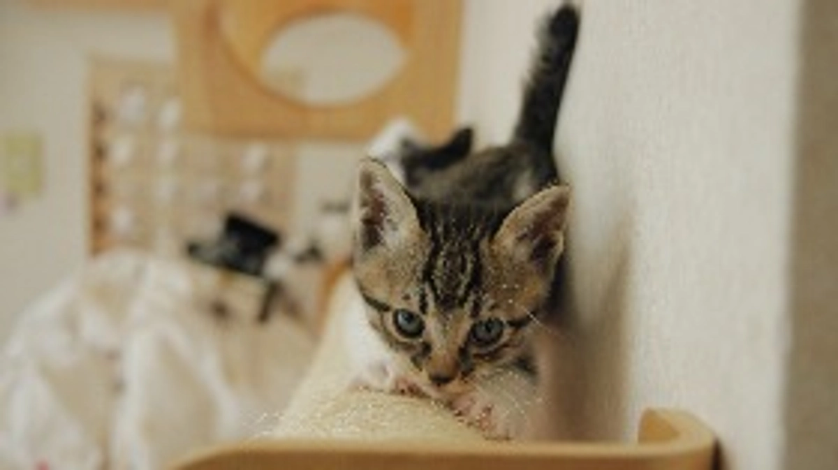 15匹の猫の話５ いそべの子供たち