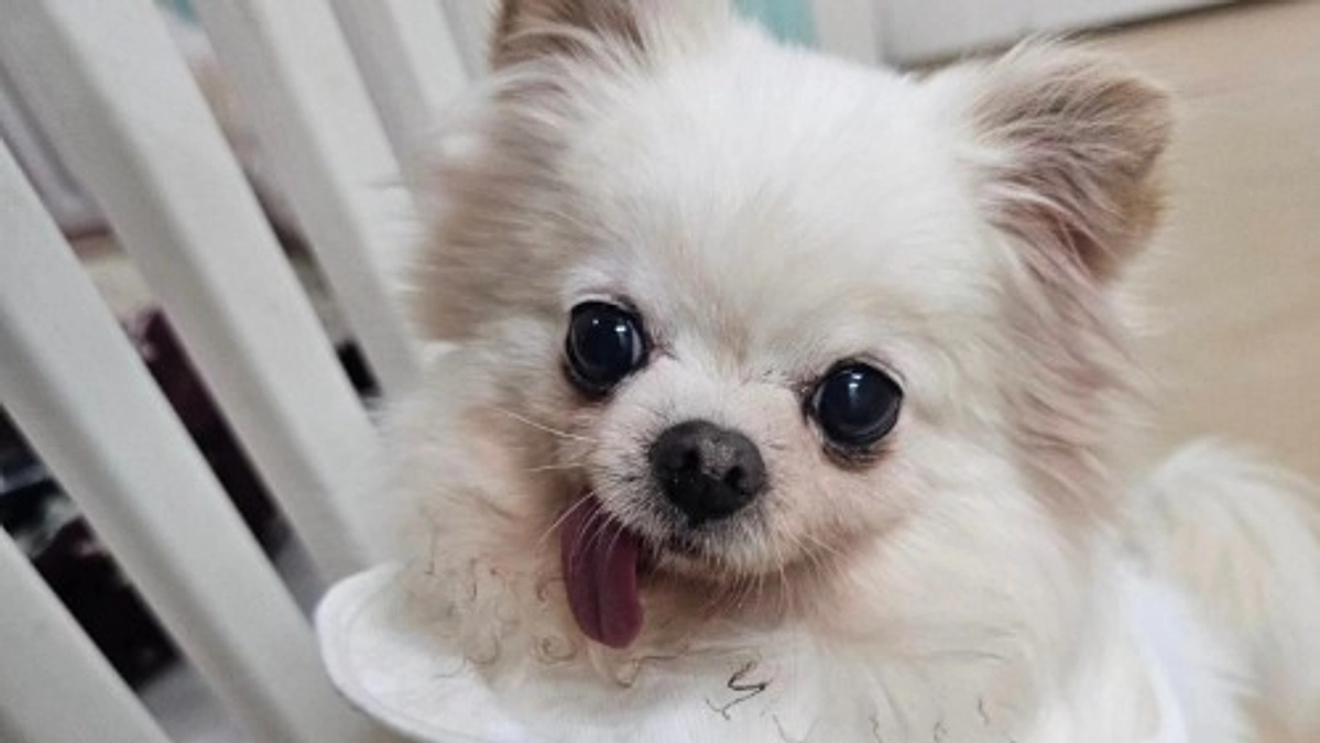 【突然の旅立ち】高齢の飼い主と死別したミル、施設で５年暮らすも持病のてんかんで…