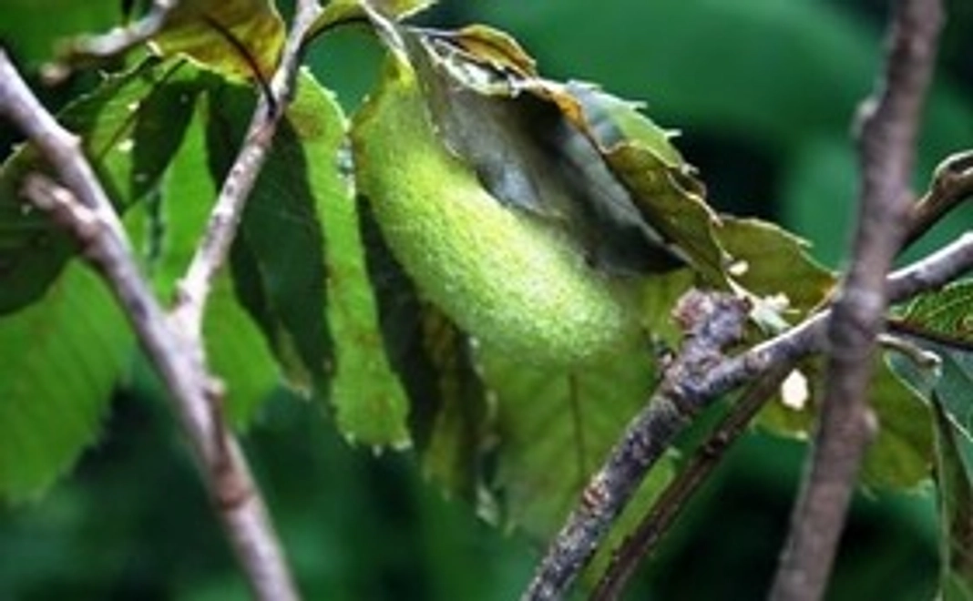 リターン2　出版した著者サイン入りの書籍「天の糸・森の色」1冊。