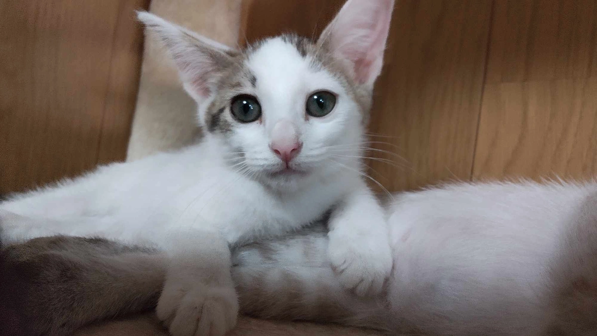 子猫6匹のウィルス検査とワクチン接種をしました。