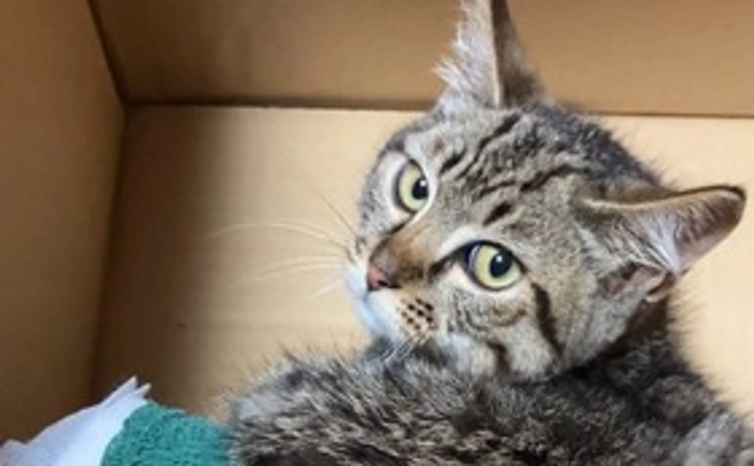 保護猫さむ君支援（２）