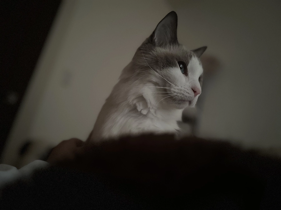 新たなサプリメント購入