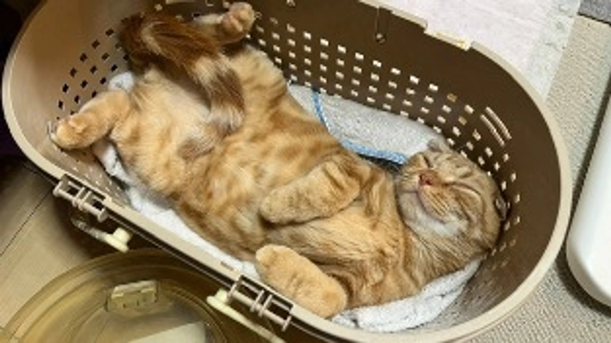 FIP経過観察5日目