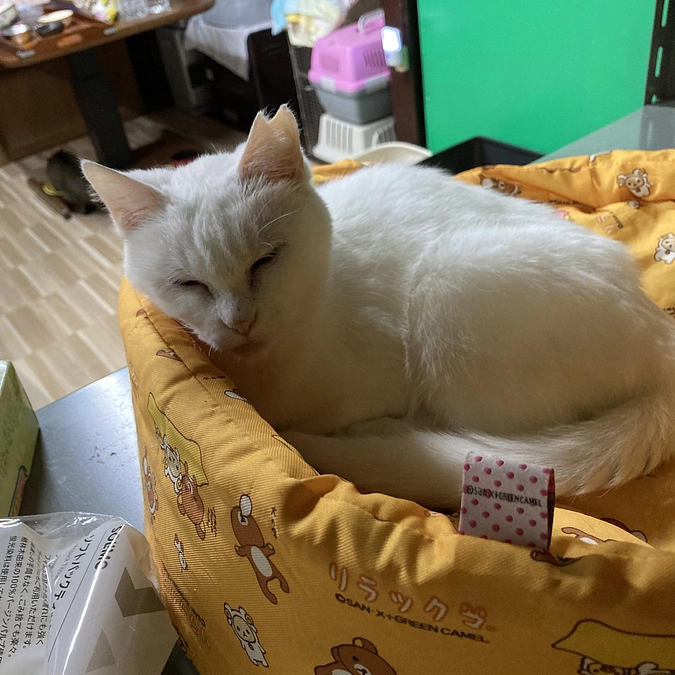 ひなちゃん　抜歯手術をしました