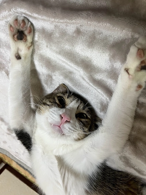 【活動報告】今日の1枚（貰い手募集中のだいきちくん）