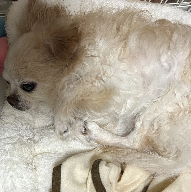 体調が悪そうです。。