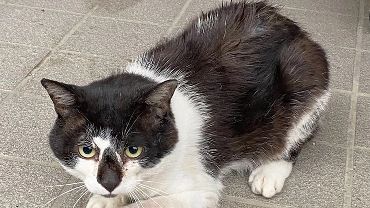 自宅の庭に住み着いた重傷を負った猫、空(くう)について