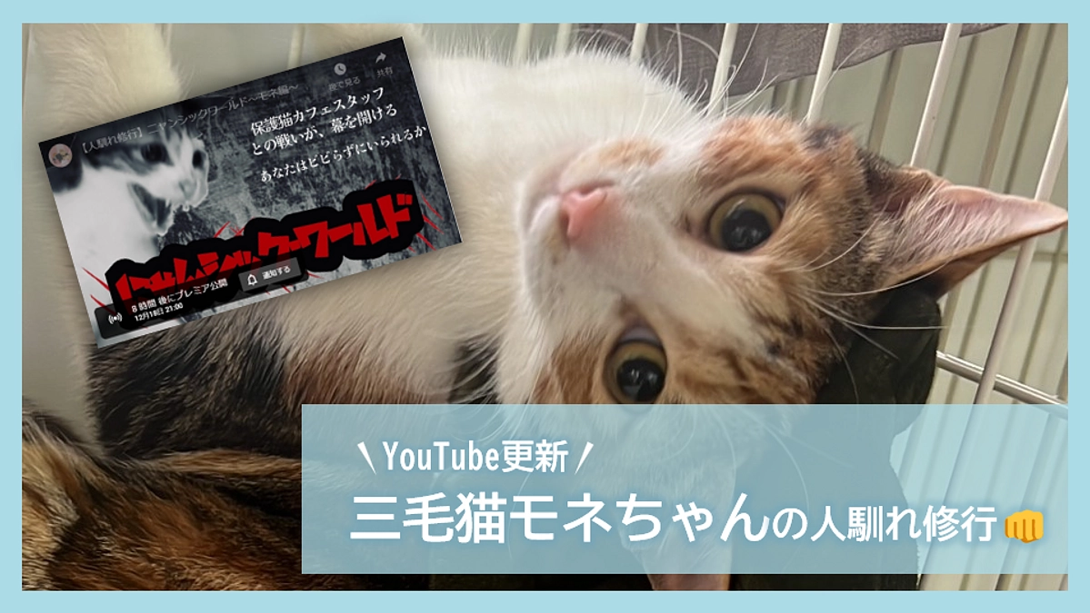 【YouTube更新】三毛猫モネちゃんの人馴れ修行👊【本日(12/18)21時プレミア公開】