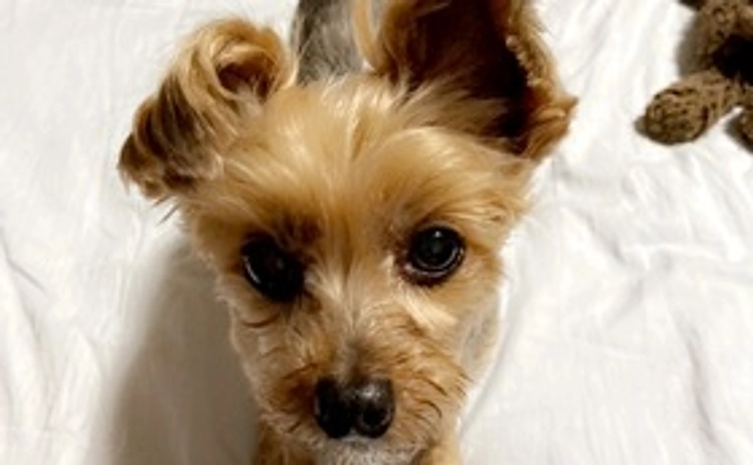 ももちゃん頑張れ！〈1000円〉