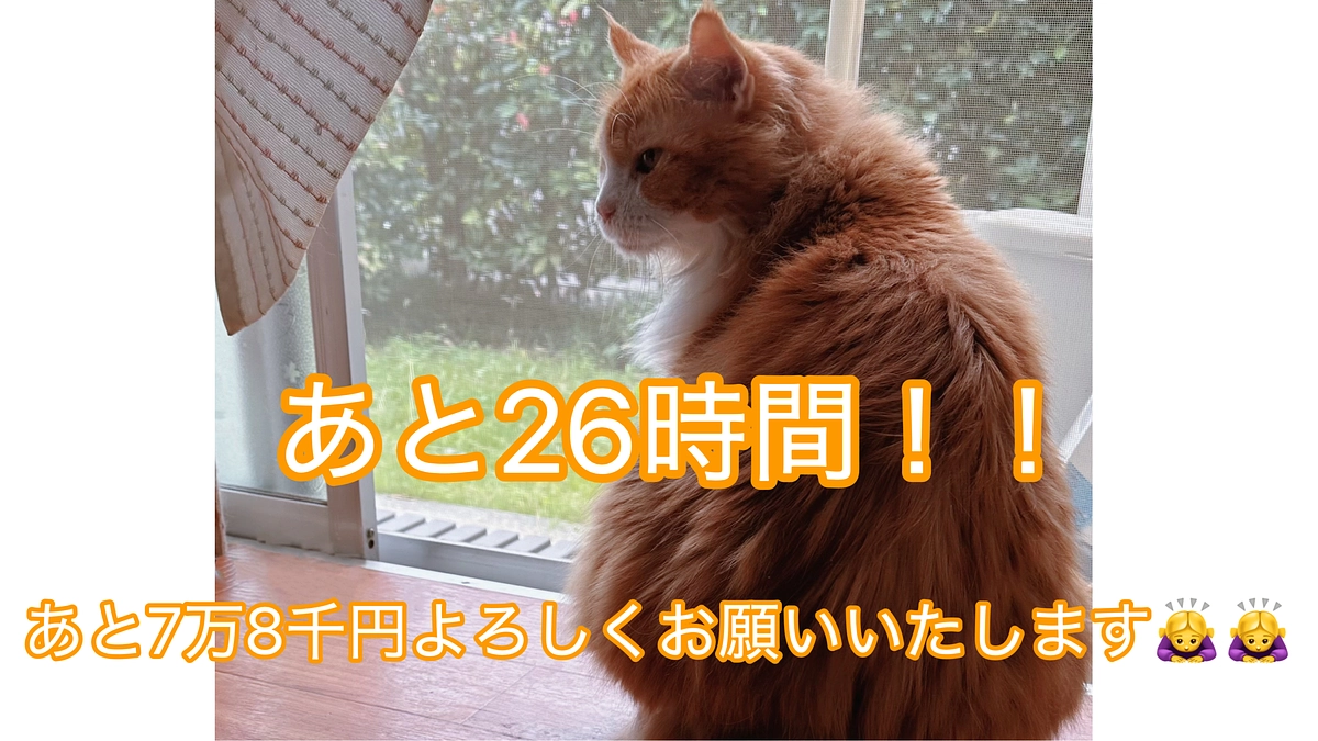 今日のシャルトの1日の様子　クラファン終了まで残り27時間！！