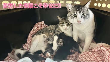 行き場のない猫家族に安心して生活できる場を作ってあげたい