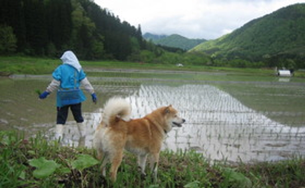 サンクスレター