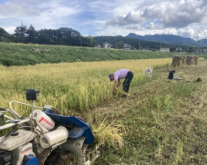 リターン準備〜その４。稲刈りイベント開催しました🎵
