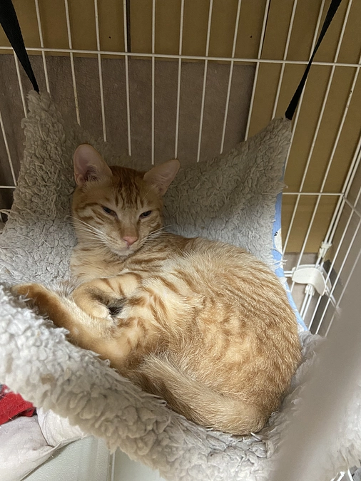 シナモン、今日も元気です！