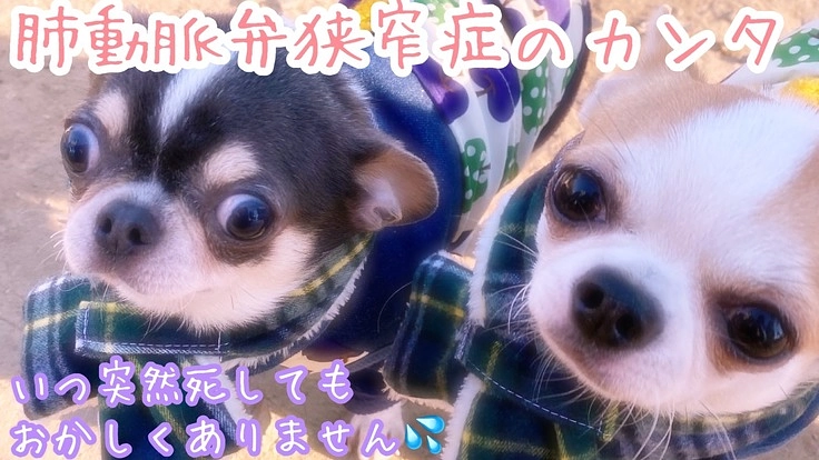 元保護犬のカンタを助けてくだい！時間がありません。。