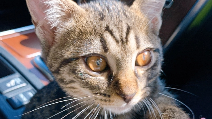 小さな命を救うためご支援いただけないでしょうか