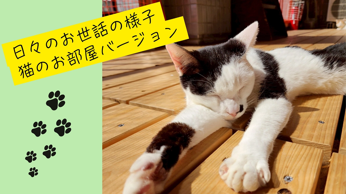 日々のお世話の様子　猫のお部屋バージョン