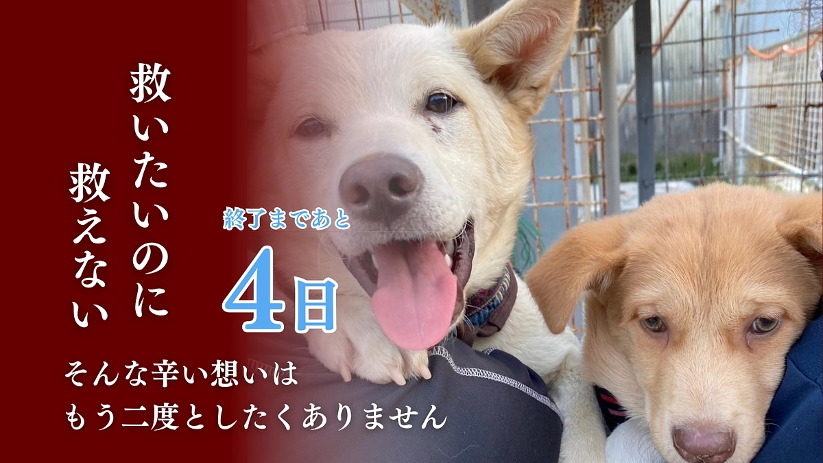 【残り4日】温かいご支援とメッセージに心より感謝申し上げます！