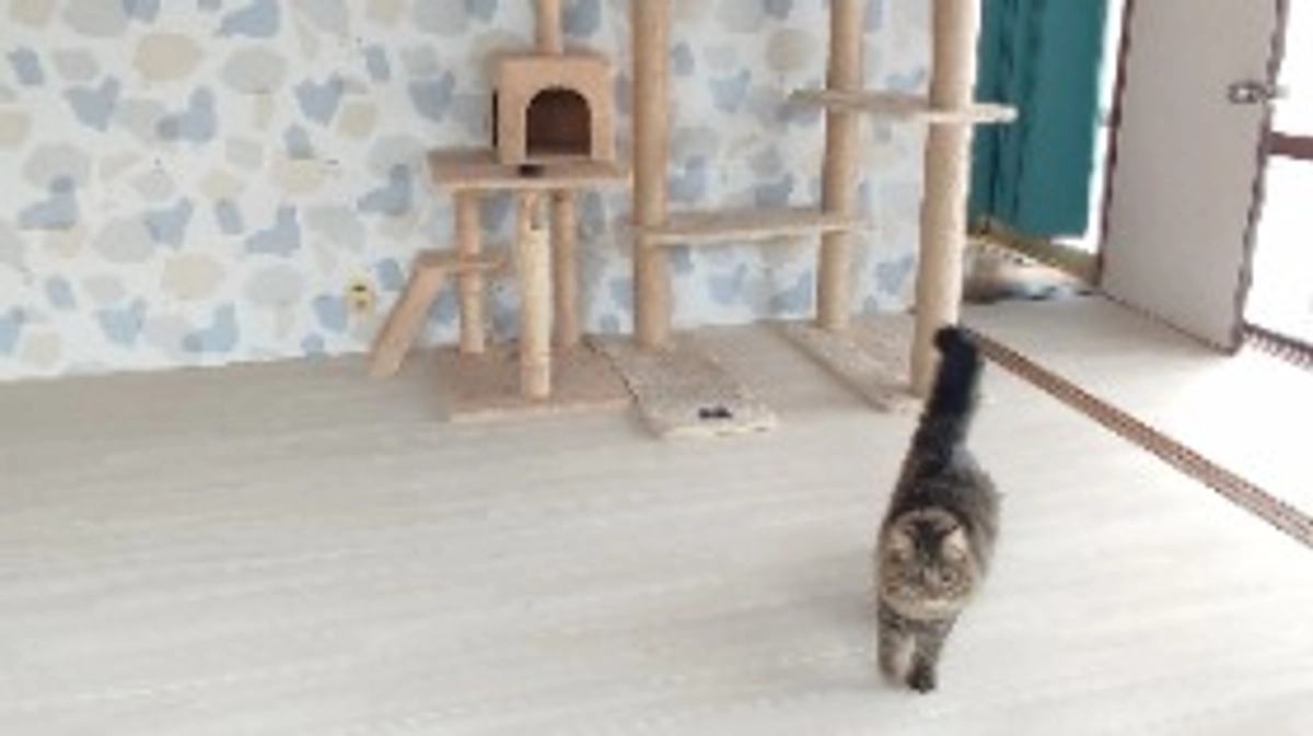 猫部屋の工事が完了しました🤲