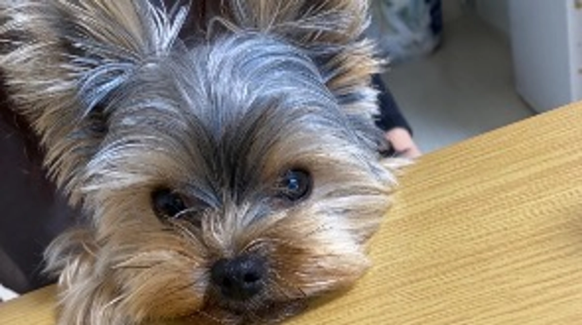 豆太郎のInstagram