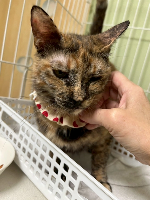 多頭飼育崩壊６５頭からの受け入れ（前編）