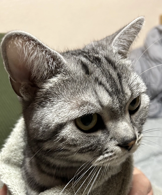 本日の銀時(投薬49日目)