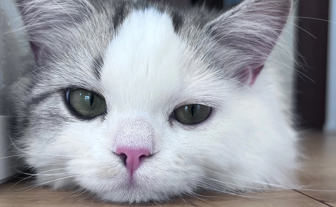 ３　ぽちゃのために　感謝メール