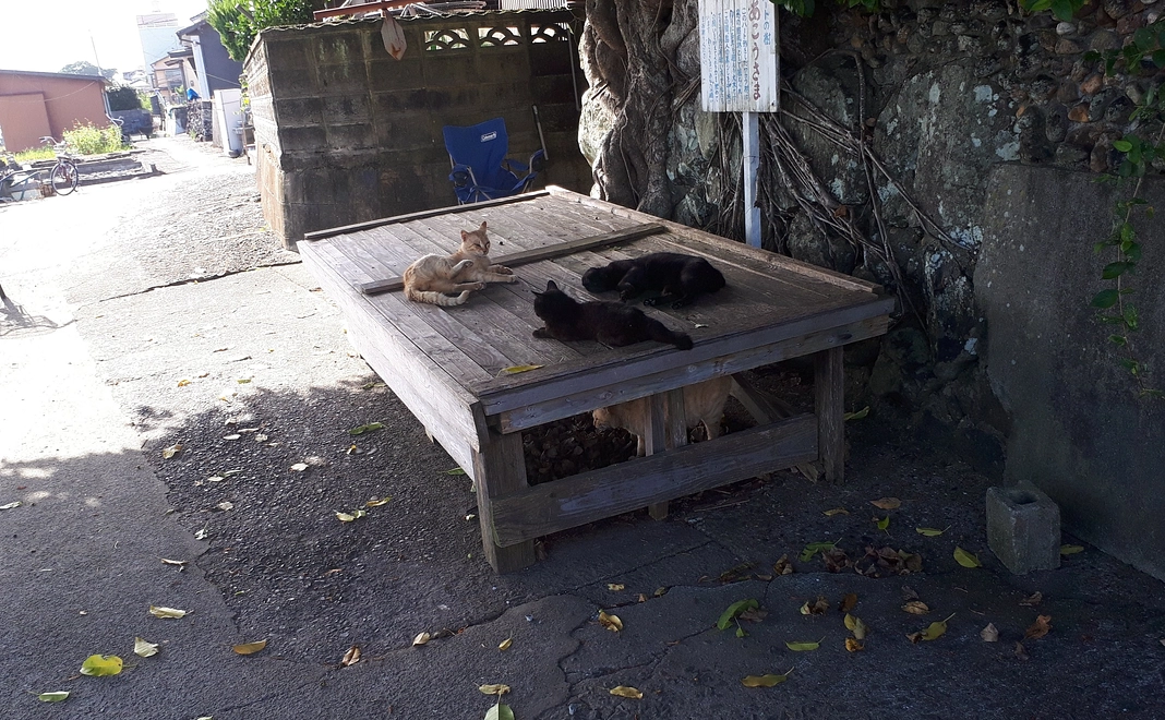 湯島の猫の写真
