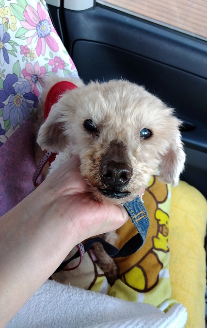 理想は、5〜6キロ。頑張ります。