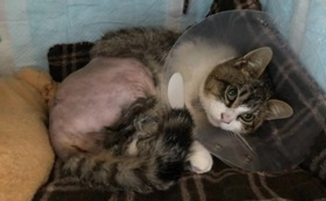 ご支援ありがとうございます